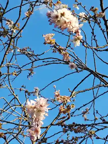 櫻木神社(千葉県)