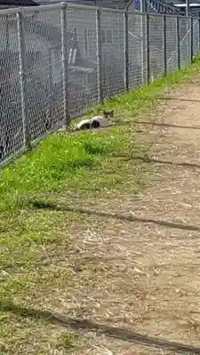 軽之神社の動物