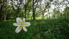 大生神社の自然