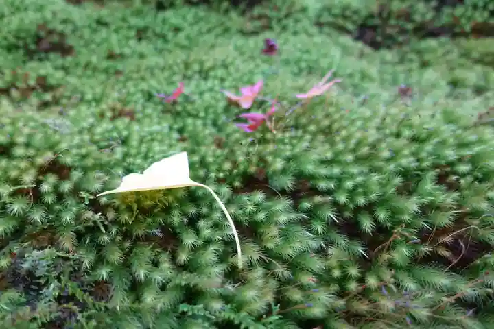光明寺瑠璃光院の自然