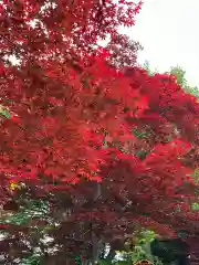 新倉富士浅間神社(山梨県)