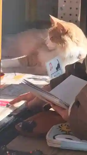 駒込妙義神社の{uncategorized: "未分類", other: "その他", undefined: "問題あり", building: "その他建物", grave: "お墓", sacred_gate: "鳥居", guardian: "狛犬", statue: "像", buddha: "仏像", history: "歴史", nature: "自然", garden: "庭園", animal: "動物", pagoda: "塔", temizu: "手水舎", mountain_gate: "山門・神門", sanctuary: "本殿・本堂", subordinate: "末社・摂社", art: "芸術", scenery: "景色", jizo: "地蔵", ema: "絵馬", goshuin: "御朱印", omikuji: "おみくじ", items: "授与品その他", amulet: "お守り", goshuincho: "御朱印帳", eats: "食事", festival: "お祭り", votive_dance: "神楽", shichigosan: "七五三参", wedding: "結婚式", experience: "体験その他", initially: "初詣", around: "周辺", anti_infection: "感染症対策"}