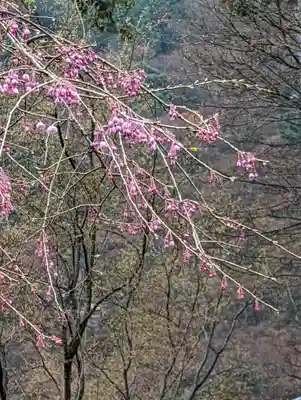 善峯寺(京都府)