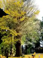 北口本宮冨士浅間神社の自然