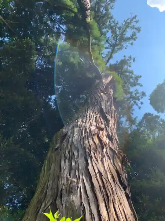 熊野神社の自然