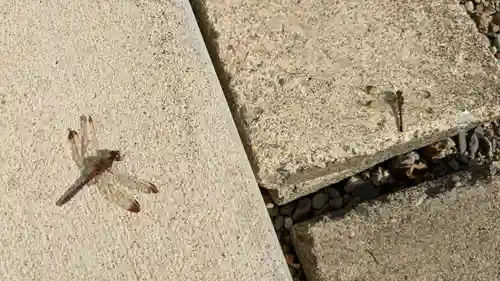 名寄神社の動物