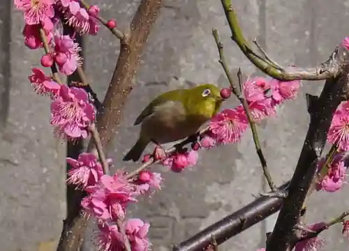 成田山深川不動堂（新勝寺東京別院）の動物