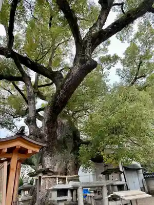 杭全神社(大阪府)