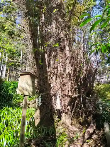 貴船神社結社(京都府)