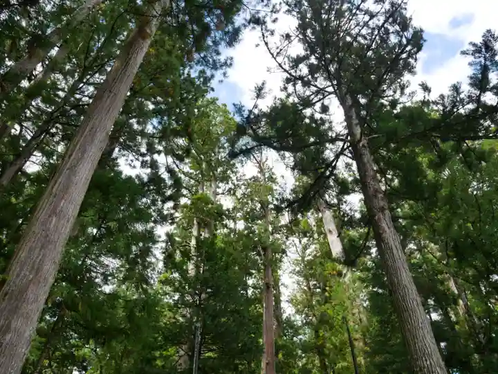 高野山金剛峯寺奥の院の自然
