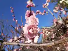 亀戸天神社の自然