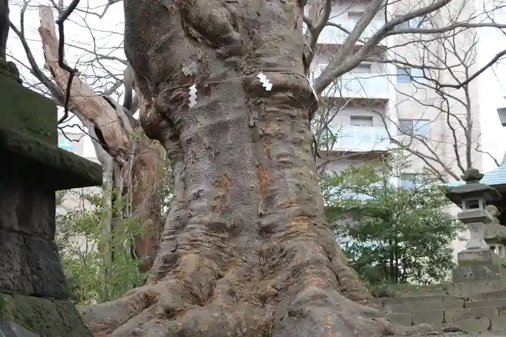 愛宕神社の自然