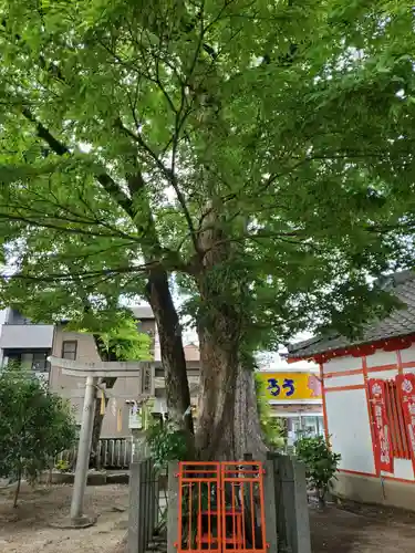 粟津天満神社の自然