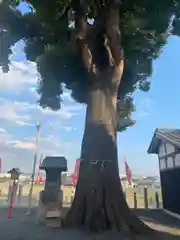 玉田神社の自然