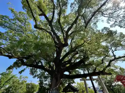 百舌鳥八幡宮(大阪府)