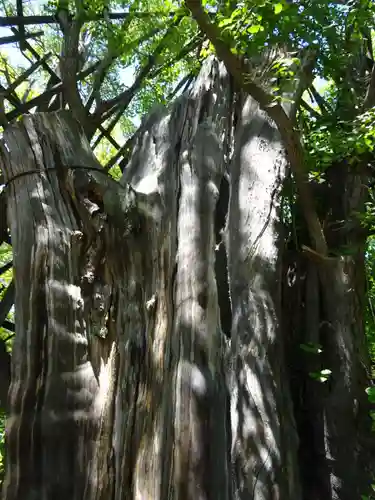 稲毛神社の自然
