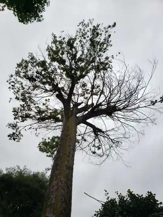 八幡神社(東京都)