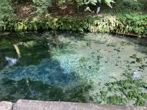 白川吉見神社(熊本県)