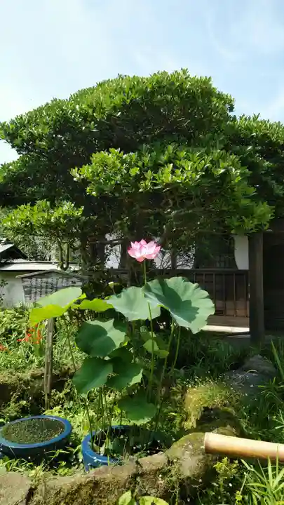 極楽寺(霊鷲山感應院極楽律寺)の庭園