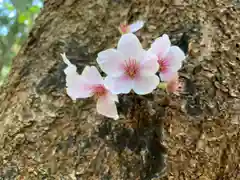 滑川神社 - 仕事と子どもの守り神の自然