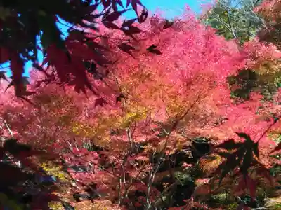 明月院(神奈川県)