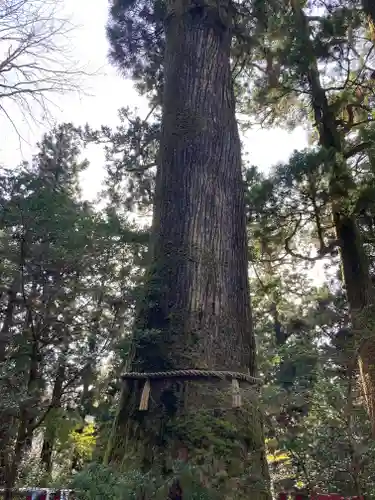 箱根神社の自然