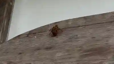 須岐神社(宮城県)