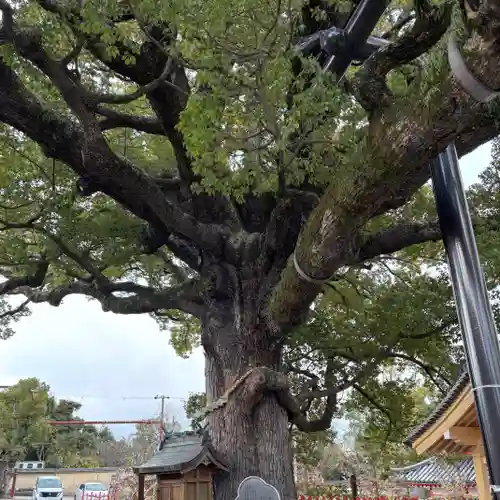 百舌鳥八幡宮(大阪府)