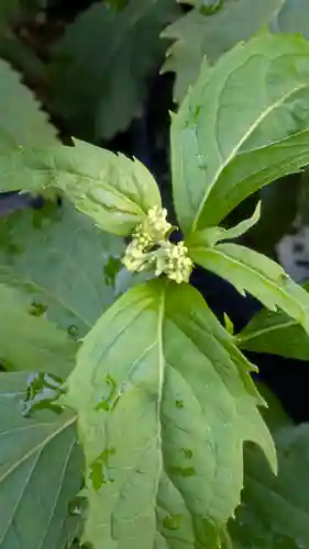行願寺（革堂）(京都府)