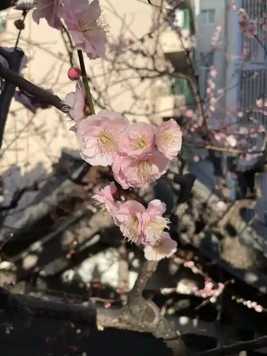 湯島天満宮の自然