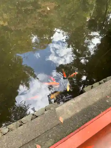 鶴岡八幡宮の自然