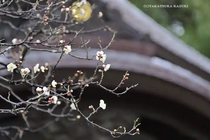 鶴岡八幡宮(神奈川県)