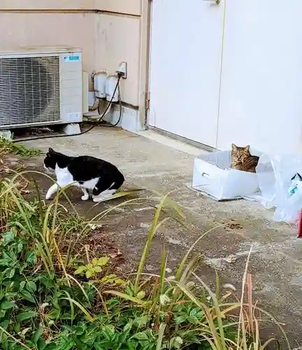 白金氷川神社の動物