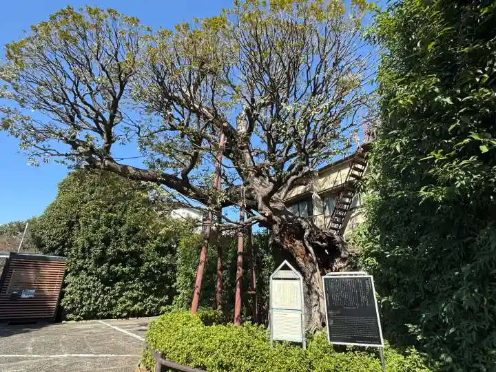 延命院の{uncategorized: "未分類", other: "その他", undefined: "問題あり", building: "その他建物", grave: "お墓", sacred_gate: "鳥居", guardian: "狛犬", statue: "像", buddha: "仏像", history: "歴史", nature: "自然", garden: "庭園", animal: "動物", pagoda: "塔", temizu: "手水舎", mountain_gate: "山門・神門", sanctuary: "本殿・本堂", subordinate: "末社・摂社", art: "芸術", scenery: "景色", jizo: "地蔵", ema: "絵馬", goshuin: "御朱印", omikuji: "おみくじ", items: "授与品その他", amulet: "お守り", goshuincho: "御朱印帳", eats: "食事", festival: "お祭り", votive_dance: "神楽", shichigosan: "七五三参", wedding: "結婚式", experience: "体験その他", initially: "初詣", around: "周辺", anti_infection: "感染症対策"}