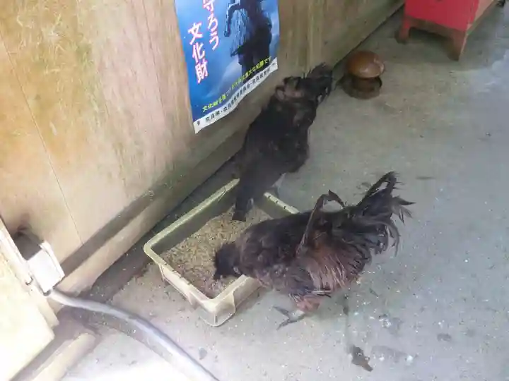 石上神宮の動物