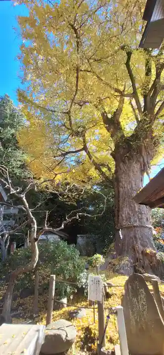 荏柄天神社(神奈川県)