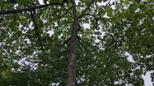 屈足神社の自然