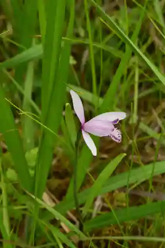 黒澤大師(徳島県)
