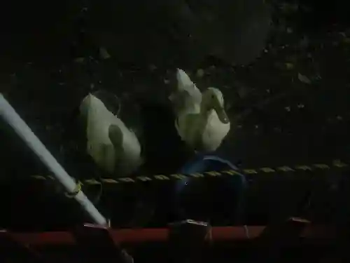 下谷神社の動物