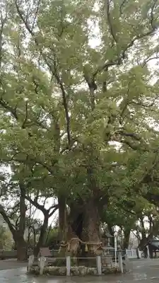 大麻比古神社(徳島県)