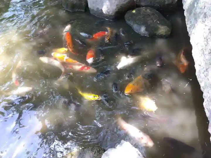 西宮神社の動物