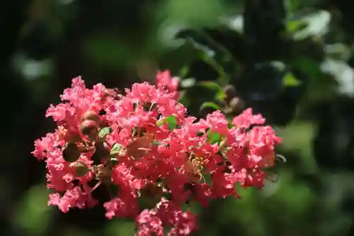 開成山大神宮の庭園