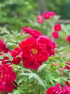 蚊里田八幡宮(長野県)(2025年05月10日(土) 12時26分29秒投稿)