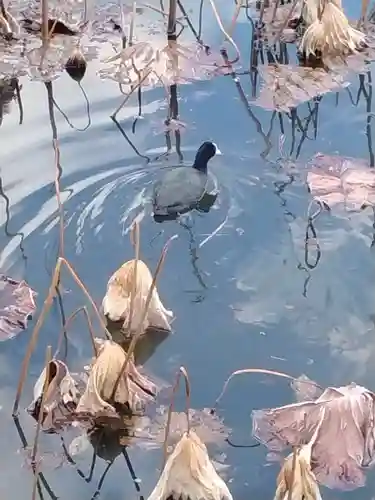 寛永寺不忍池弁天堂の動物
