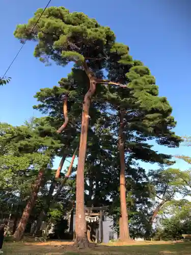 梅宮神社(宮城県)