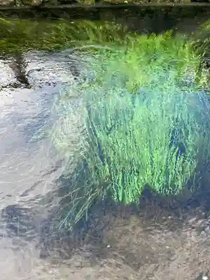 淺間神社（忍野八海）の自然