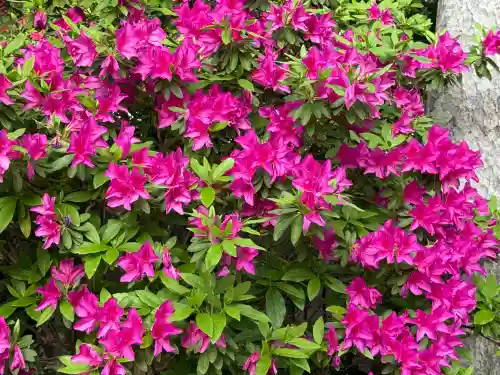 越ヶ谷久伊豆神社の{uncategorized: "未分類", other: "その他", undefined: "問題あり", building: "その他建物", grave: "お墓", sacred_gate: "鳥居", guardian: "狛犬", statue: "像", buddha: "仏像", history: "歴史", nature: "自然", garden: "庭園", animal: "動物", pagoda: "塔", temizu: "手水舎", mountain_gate: "山門・神門", sanctuary: "本殿・本堂", subordinate: "末社・摂社", art: "芸術", scenery: "景色", jizo: "地蔵", ema: "絵馬", goshuin: "御朱印", omikuji: "おみくじ", items: "授与品その他", amulet: "お守り", goshuincho: "御朱印帳", eats: "食事", festival: "お祭り", votive_dance: "神楽", shichigosan: "七五三参", wedding: "結婚式", experience: "体験その他", initially: "初詣", around: "周辺", anti_infection: "感染症対策"}