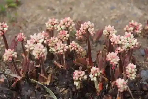 大鏑神社の庭園
