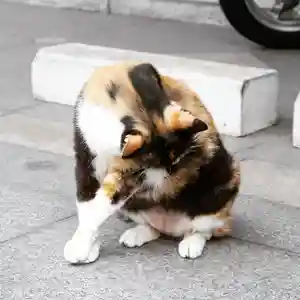 くまくま神社(導きの社 熊野町熊野神社)の動物(2021年06月23日(水) 19時35分42秒投稿)