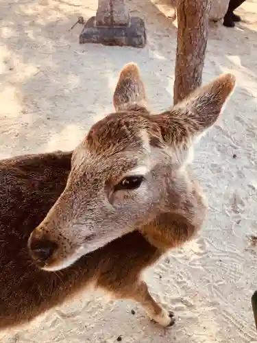 厳島神社(広島県)